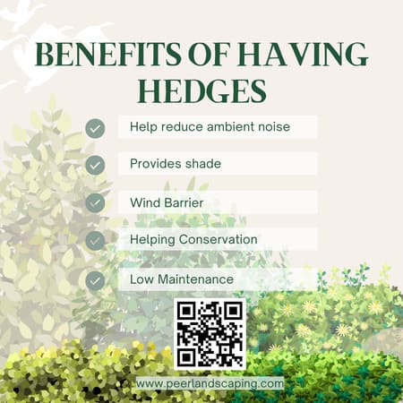 Benefits of Having Hedges/Green Privacy Screen