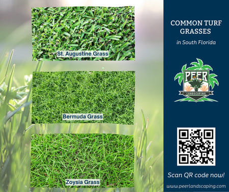 Common Turfgrasses in South Florida