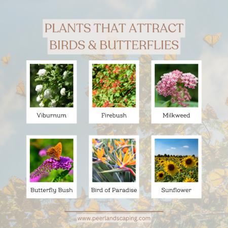 Plants That Attract Birds and Butterflies