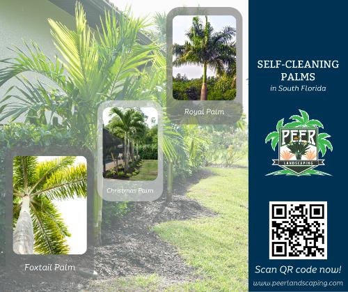 Self-Cleaning Palms in South Florida