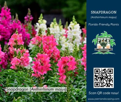 Bring Vibrant Color to Your South Florida Garden with Cool-Season Snapdragons