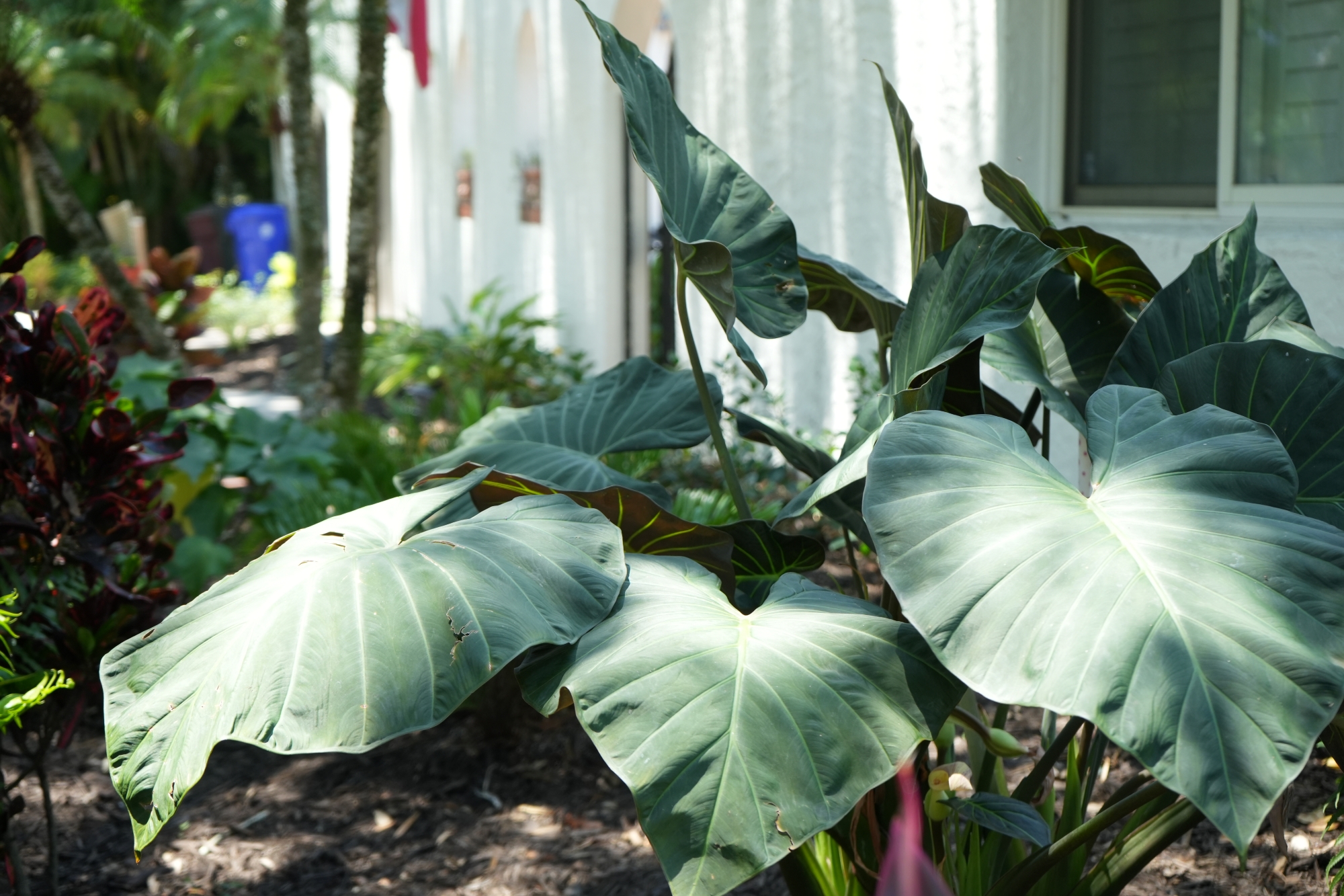 02 red congo plants fort myers