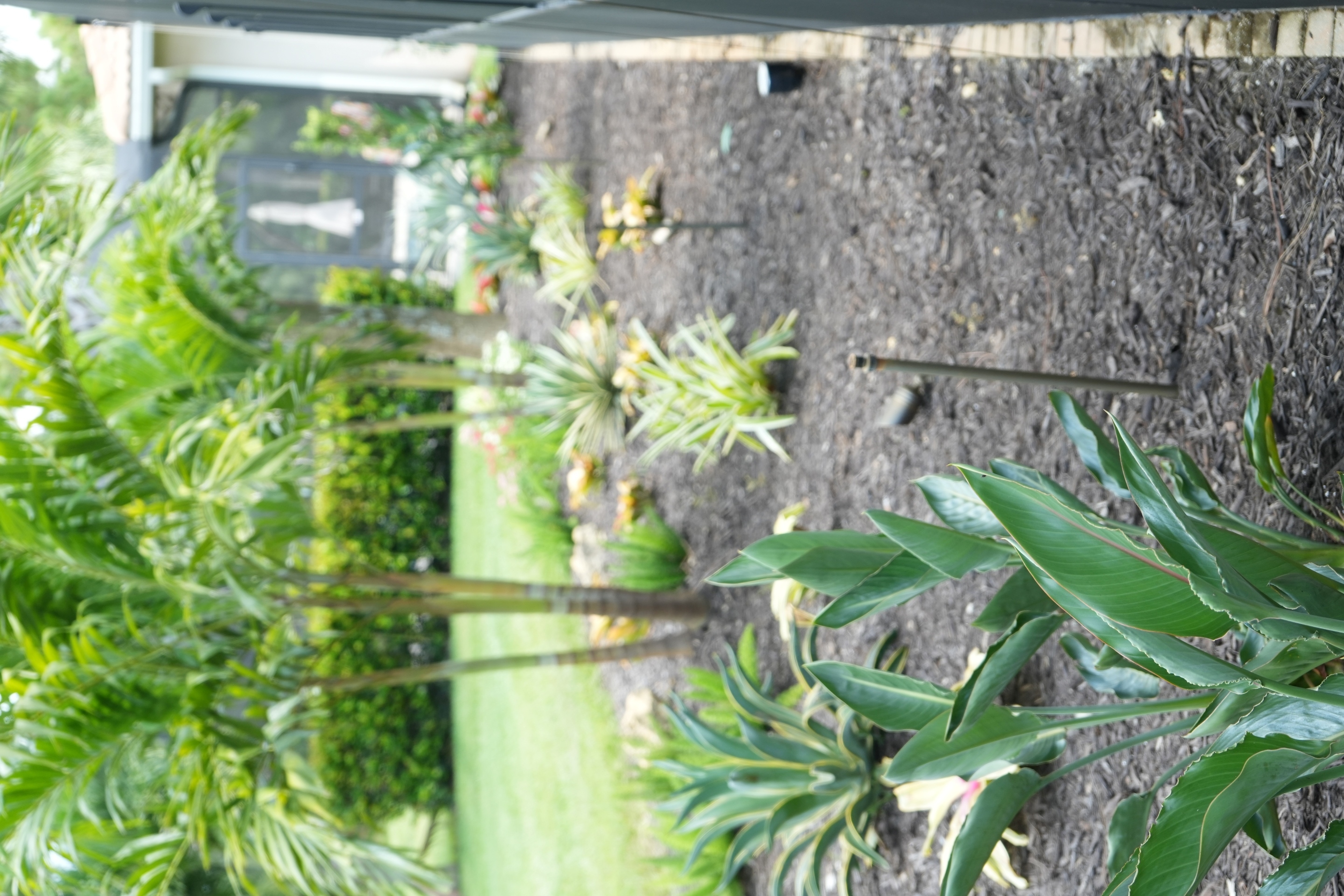 03 bird of paradise plants fort myers