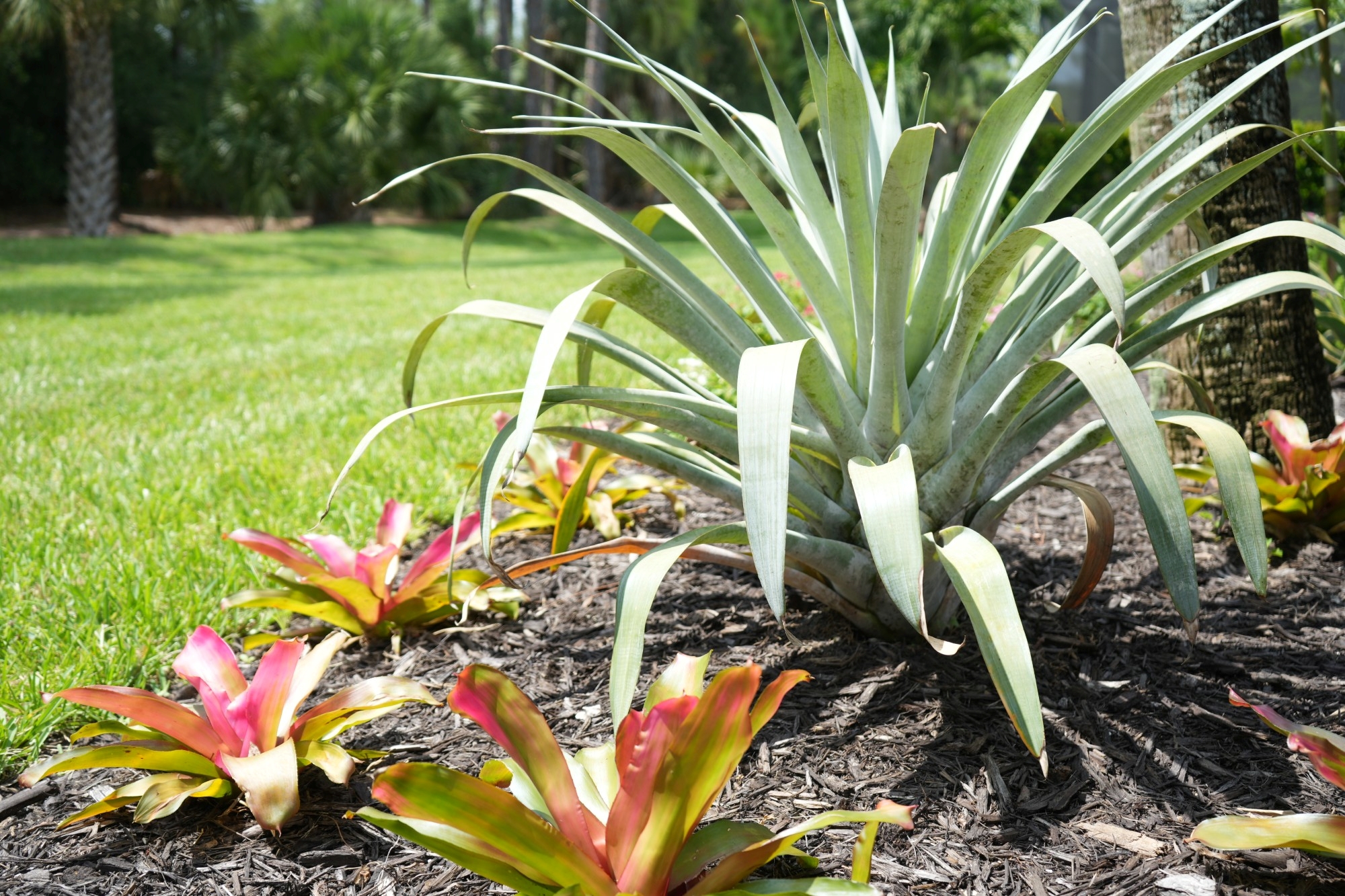 05 colorful plant installs fort myers