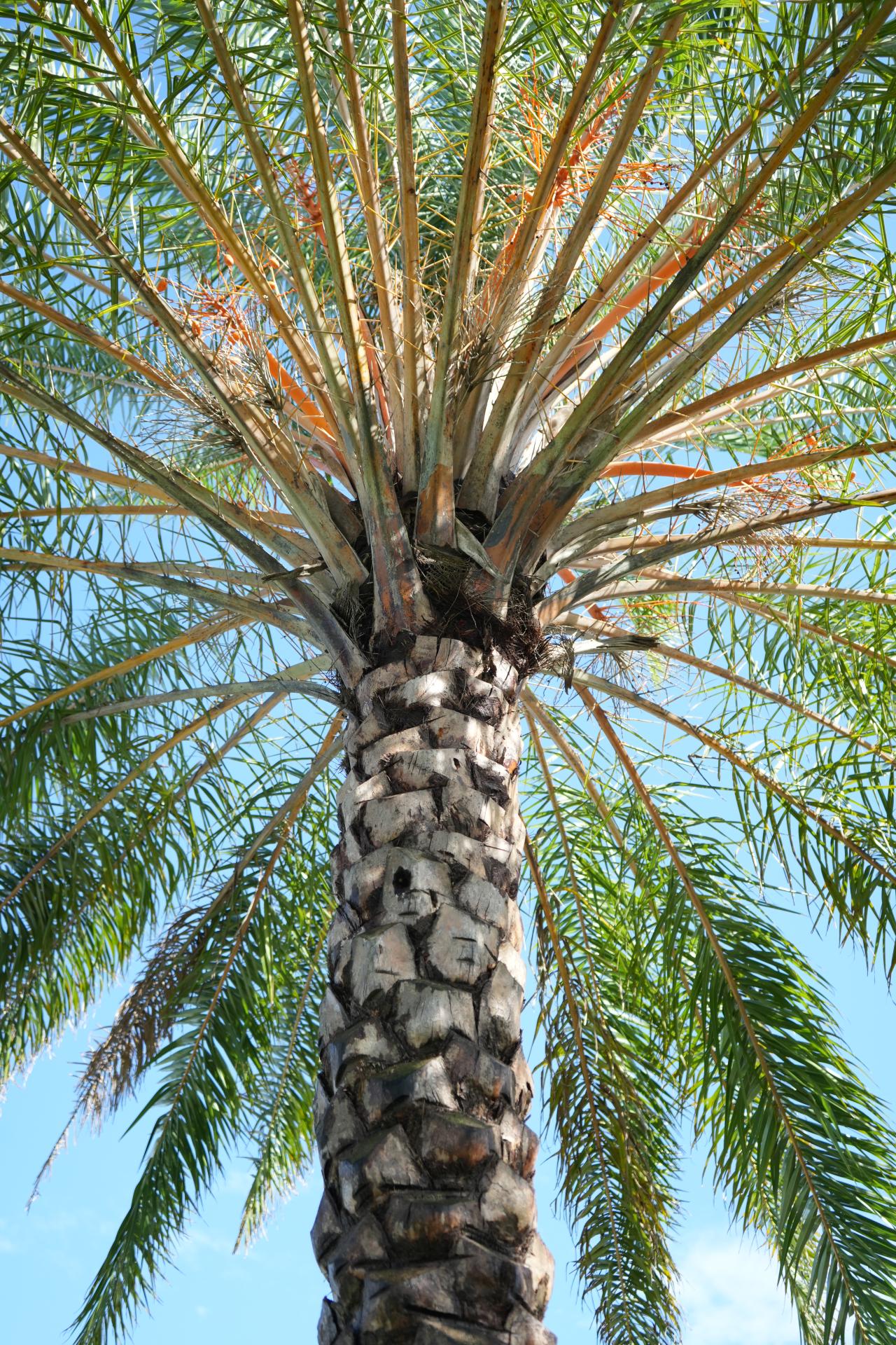 04 palm tree maintenance fort myers