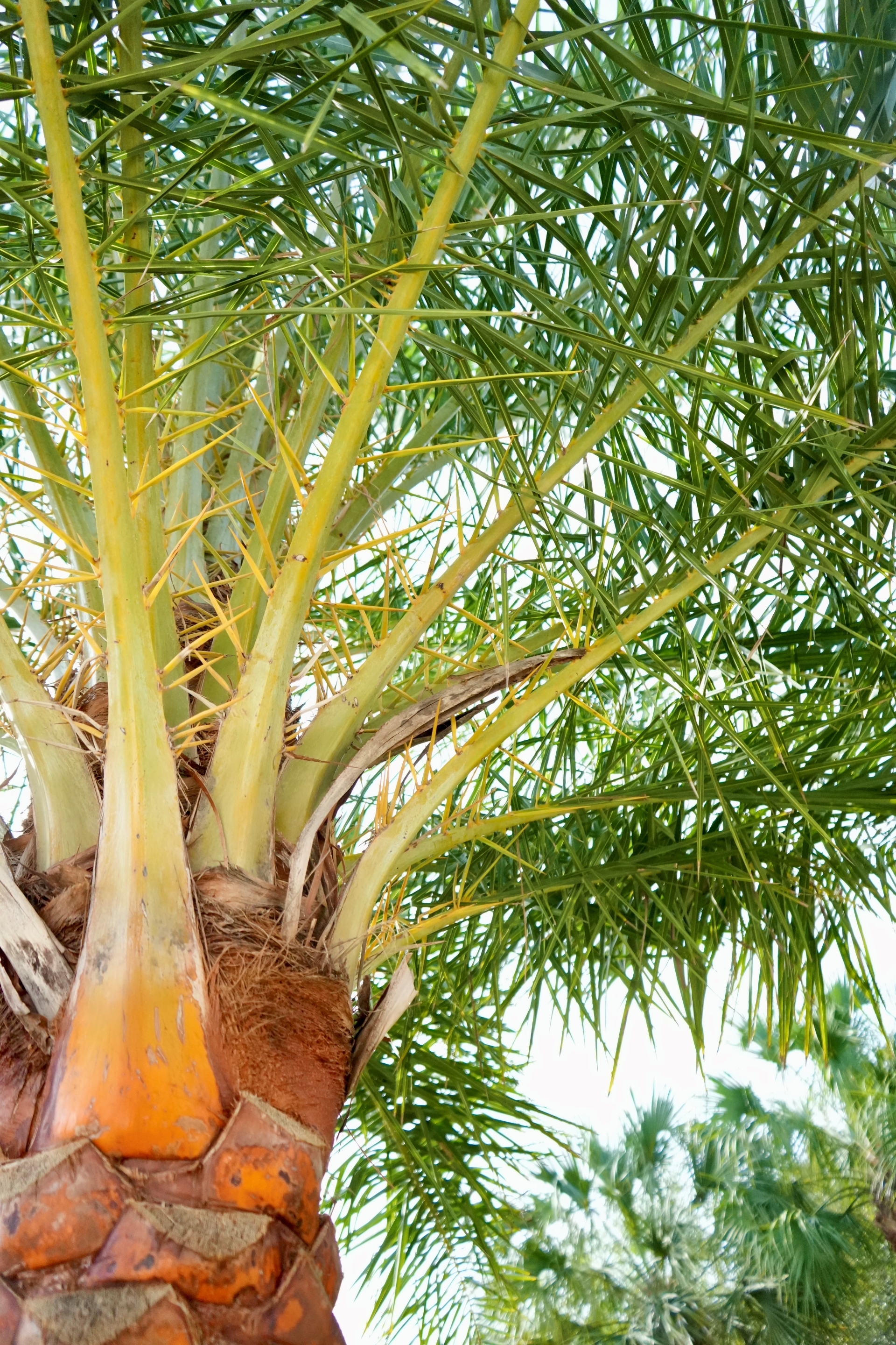 12 palm tree designing fort myers